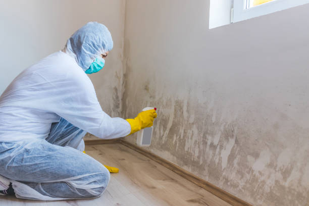 Licensed Black Mold Removal service in Kensington, MD - WQB Mold Removal