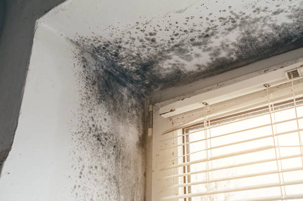 Affordable Black Mold Removal solutions in Kensington, MD