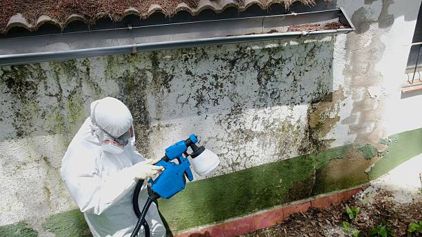 Top rated local Black Mold Removal specialists in Kensington, MD